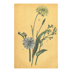 1860's French Antique Botanical Chromolithograph-Asters-,Documentation, Matted