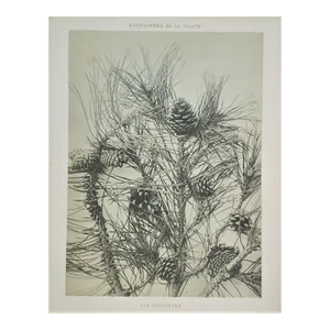 1904 Antique French Photographic Botanical-Pine With Documentation