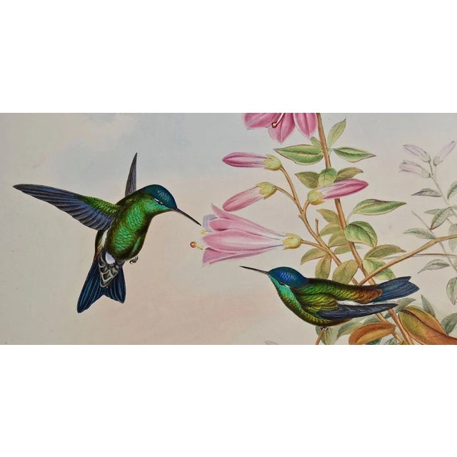Figurative Hummingbirds: 19th C. Gould Hand-Colored "Cyanifrons", Blue-Capped Saucerottia, 1850 For Sale - Image 3 of 8