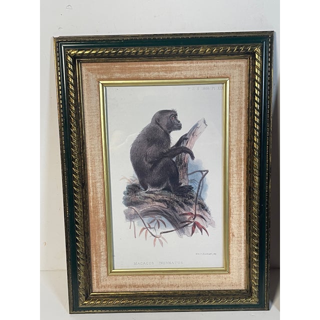 1960s 1960s Hanhart Manley Macacus Chromolithographs - Set of 2 For Sale - Image 5 of 7