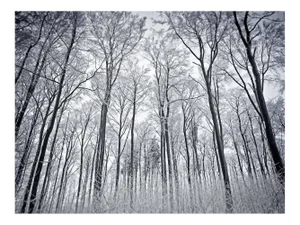 Berg Park I, Photograph, Nature, 2006
