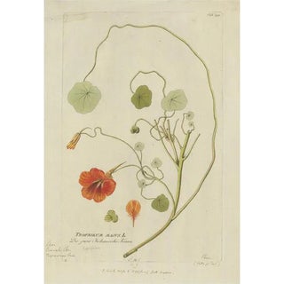 Plenck, Indian Cress, Medicinal Plants, 1788, Engraving For Sale