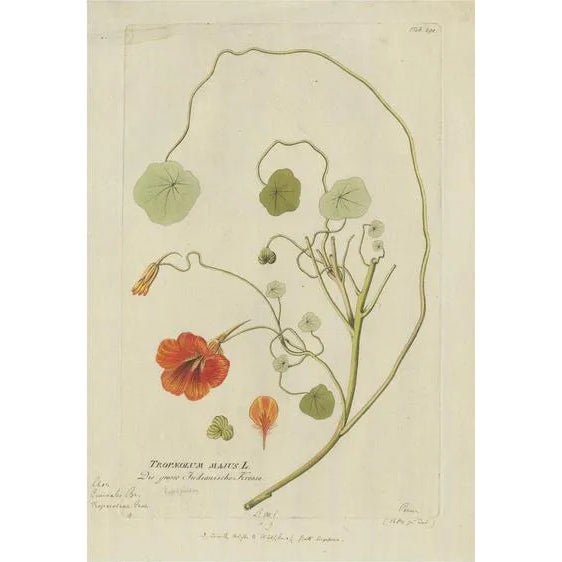 Plenck, Indian Cress, Medicinal Plants, 1788, Engraving For Sale