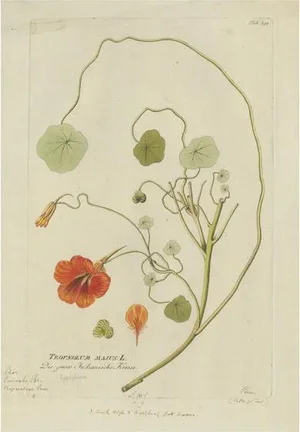 Plenck, Indian Cress, Medicinal Plants, 1788, Engraving