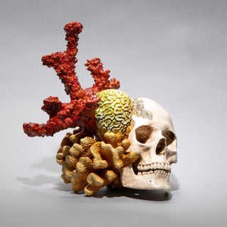 Impossible Things #7 by Dana Younger | Resin, Acrylic Sculpture of a skull with coral elements For Sale