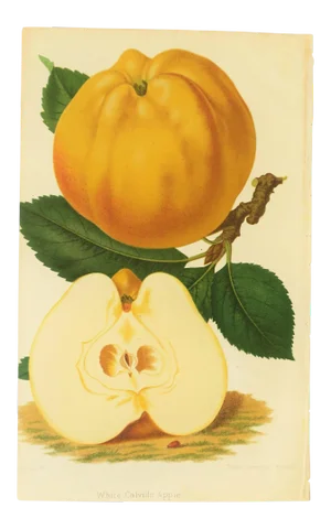 European Botanical White Apple Fruit Wall Art Chromo, 19th Century Belgium