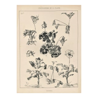 1904 Antique French Botanical Lithograph-Pansies For Sale