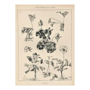 1904 Antique French Botanical Lithograph-Pansies