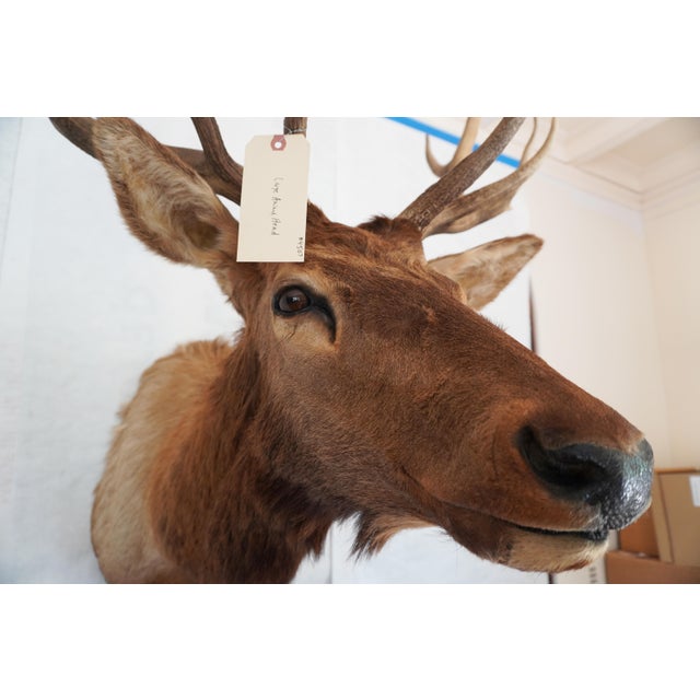 Elk Trophy Head & Shoulder Mount For Sale - Image 4 of 17