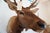 Elk Trophy Head & Shoulder Mount For Sale - Image 4 of 17