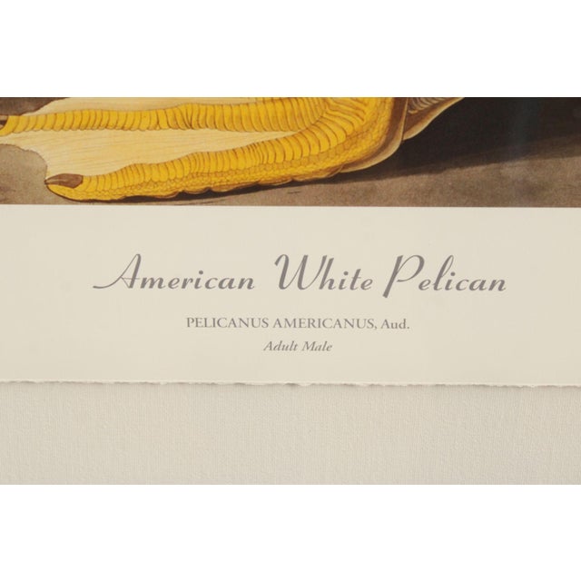 White John James Audubon Ornithological, 'American White Pelican' For Sale - Image 8 of 12
