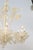 1940s 1940s Ornate 8-Light Murano Glass Chandelier, Italy For Sale - Image 5 of 18