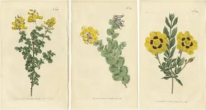 Curtis, Botany Illustrations of Common Cytisus, Borbonia, Cistus, 1794, Prints, Set of 3