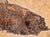 American Natural Fossil Fish Specimen Wyoming Usa Diplomystus Plaque For Sale - Image 3 of 7