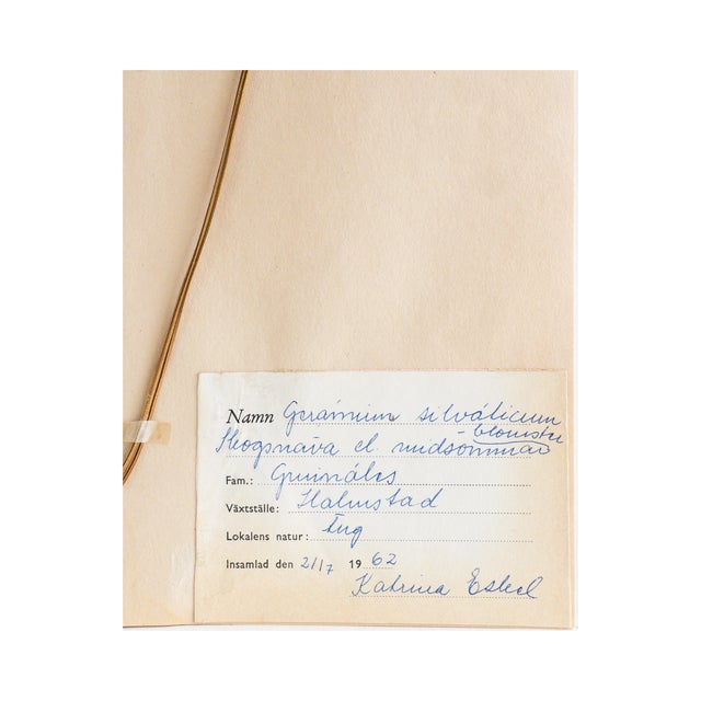 Vintage Swedish Herbarium - Geranium Cranesbill, Circa 1962 For Sale - Image 4 of 4