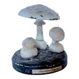 Vintage Botanical Mushroom Study Model For Sale