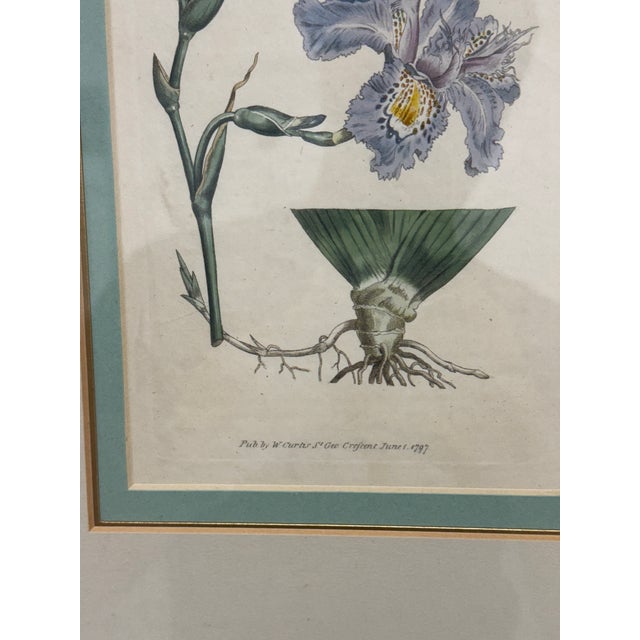 William Curtis "Chinese Iris" Botanical Print, Framed For Sale - Image 10 of 12