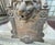 Early 20th Century Cast Iron Lion Architectural Fountain Back For Sale - Image 14 of 17