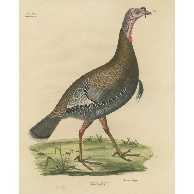 Paper Georg August Goldfuss, Wild Turkey, 1824, Paper For Sale - Image 7 of 7