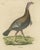 Paper Georg August Goldfuss, Wild Turkey, 1824, Paper For Sale - Image 7 of 7