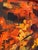 Autumn Flare by Michelle Condrat | Oil Painting of vibrant autumn foliage and colors For Sale