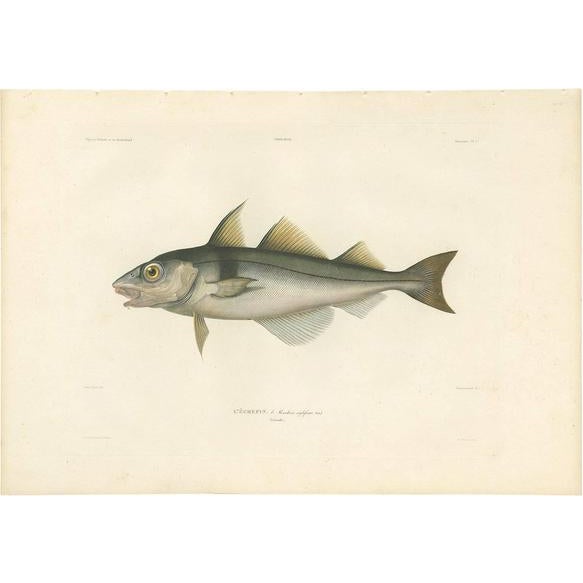 Mid 19th Century M.P. Gaimard, Fish Illustration of the Haddock, 1842, Print For Sale - Image 5 of 5
