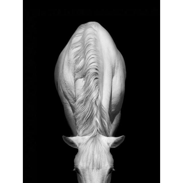 Contemporary Black and White Horse Portrait Photograph For Sale