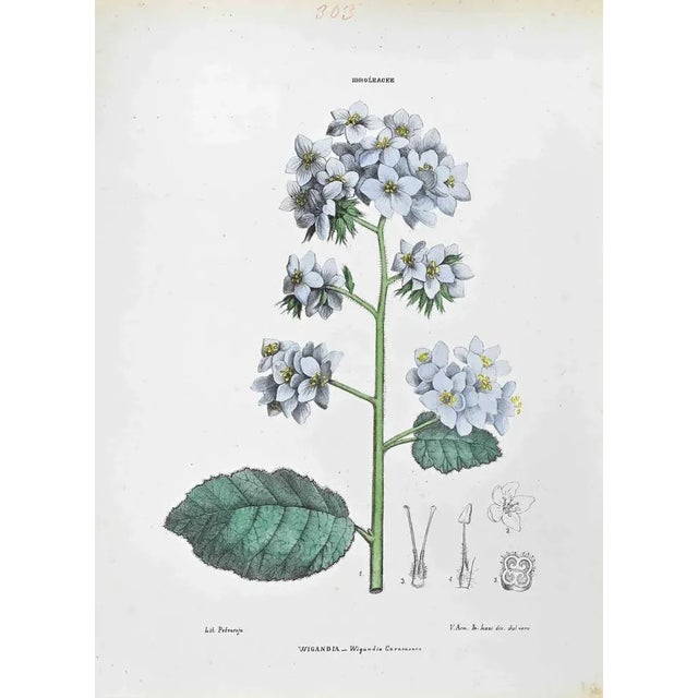 Lithograph hand watercolored. Plate from "Atlante di Botanica popolare ossia Illustrazione di Piante Notevoli di ogni...