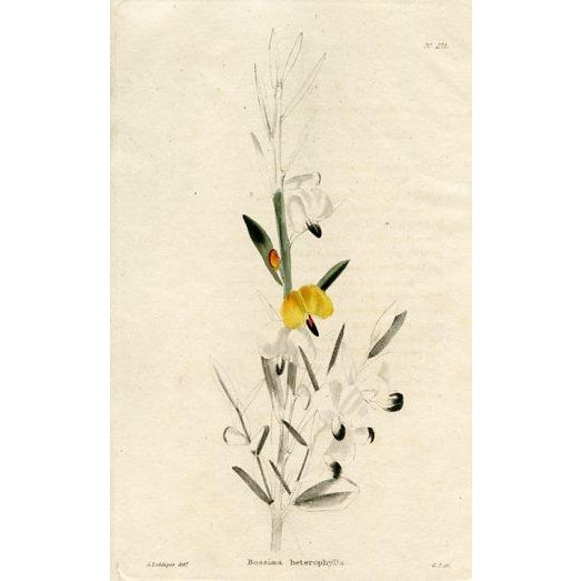 Illustration 1820s, the Botanical Cabinet, Set of 6 Antique Botanical Prints, Engravings, Hand Colored, England For Sale - Image 3 of 8