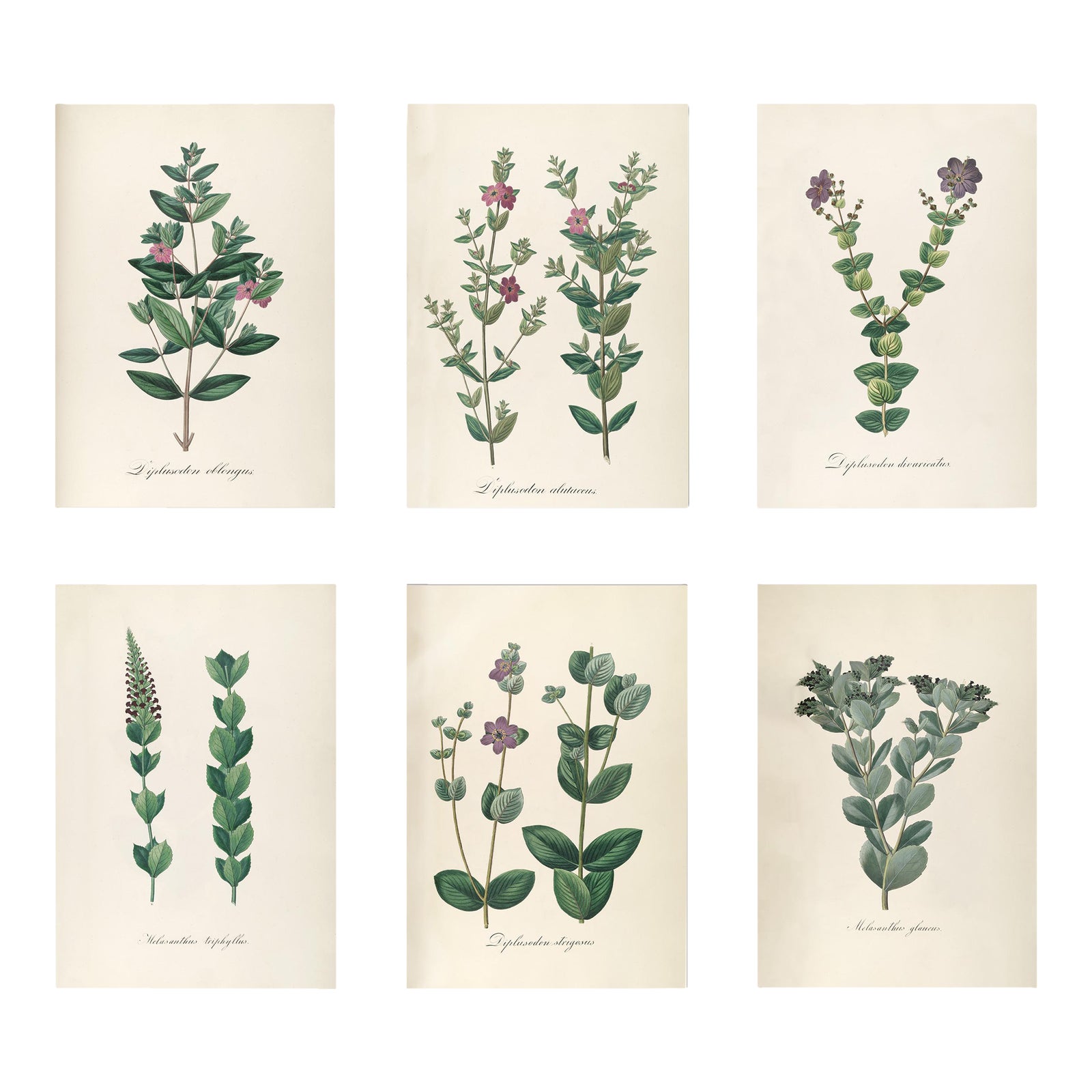 Antique Botanical Set of 6, Early 19th Century Reproduction Prints ...