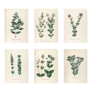 Antique Botanical Set of 6, Early 19th Century Reproduction Prints