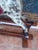 Large English Dapple Grey Rocking Horse, 1940 For Sale - Image 17 of 18