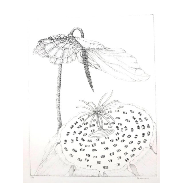 Gray Gochka Charewicz - Herbarium - Original Signed Lithograph For Sale - Image 8 of 8