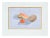 1990s Seashell Still Life by Barbara Gibson For Sale - Image 5 of 5