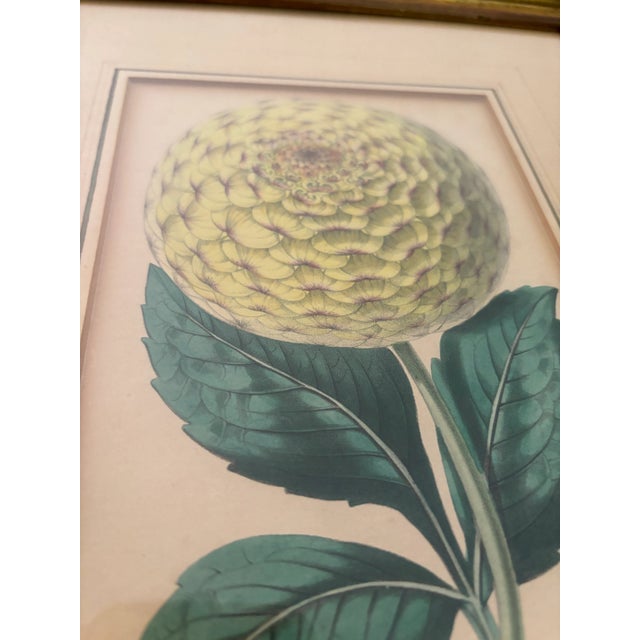 Late 19th Century Set of 3 Original Prints Attributed to Walter Hood Fitch, Framed For Sale In Philadelphia - Image 6 of 10