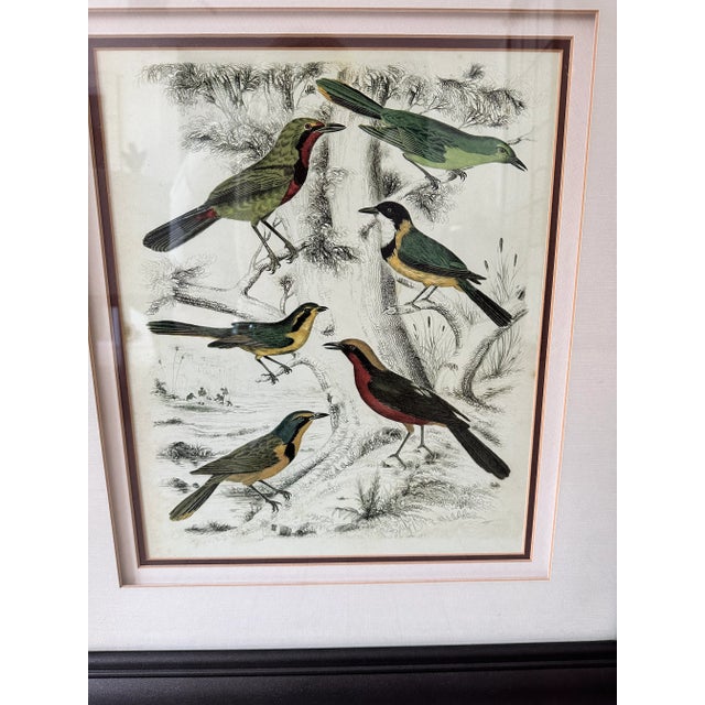 Vintage Bird Motif Prints, Pair For Sale In Miami - Image 6 of 7