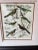 Vintage Bird Motif Prints, Pair For Sale In Miami - Image 6 of 7