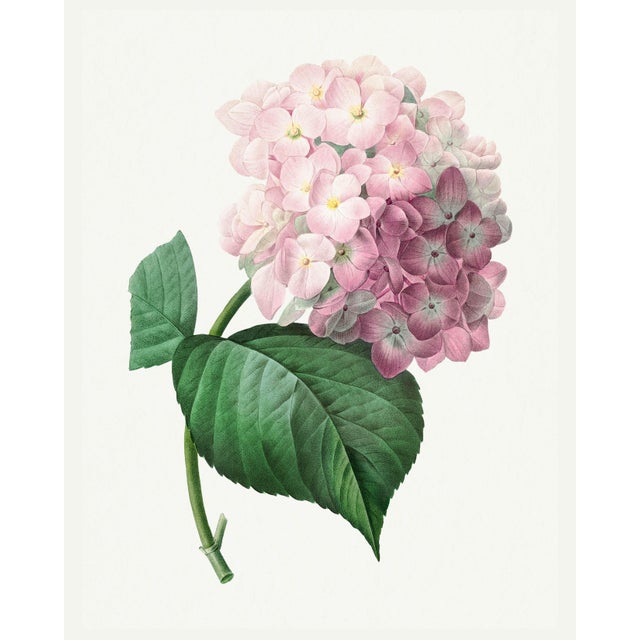 Hydrangea by Pierre-Joseph Redouté, Vintage Botanical Art Print, 16" X 20" For Sale