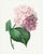 Hydrangea by Pierre-Joseph Redouté, Vintage Botanical Art Print, 16" X 20" For Sale