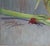 Artist: Nancy Tilles Title: Reigning Gladiolas Size: 24" x 52" Medium/Ground: Oil on Linen Year Created: 2012...