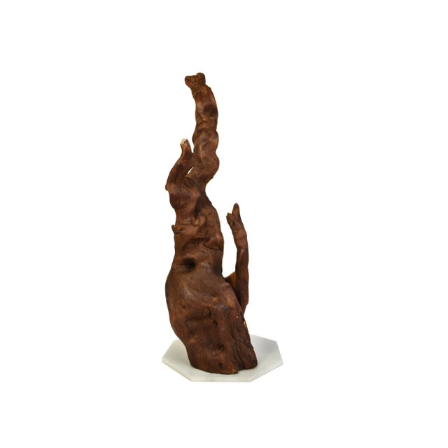 Contemporary Vintage Organic Drift Wood With Turtle on Base For Sale - Image 3 of 9