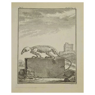 Louis Legrand, Skeleton, Etching, 1771 For Sale