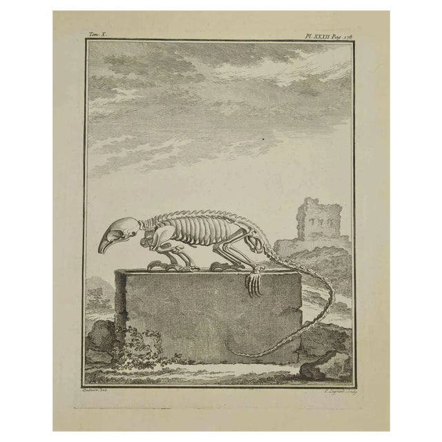 Louis Legrand, Skeleton, Etching, 1771 For Sale