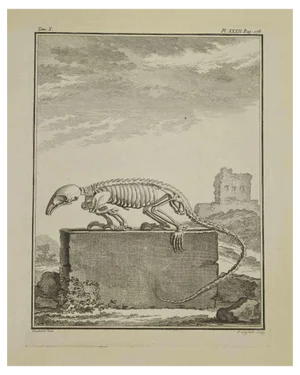 Louis Legrand, Skeleton, Etching, 1771