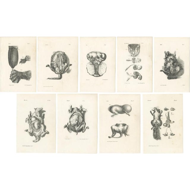 Lejeune, Animal Anatomy, 1840, Prints, Set of 9 For Sale - Image 11 of 11