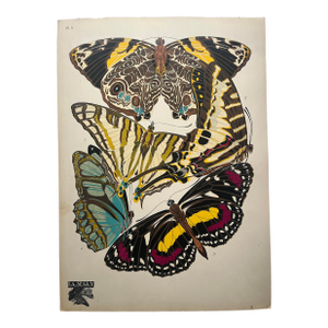 1920s Original E.A. Séguy Butterfly Print(s) From Papillons (No. 5)