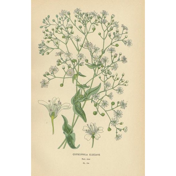 Edward Step, Floral Collection, 1896, Paper, Set of 3 For Sale - Image 3 of 6