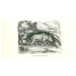 Paul Gervais, The Bear, Original Lithograph, 1854 For Sale