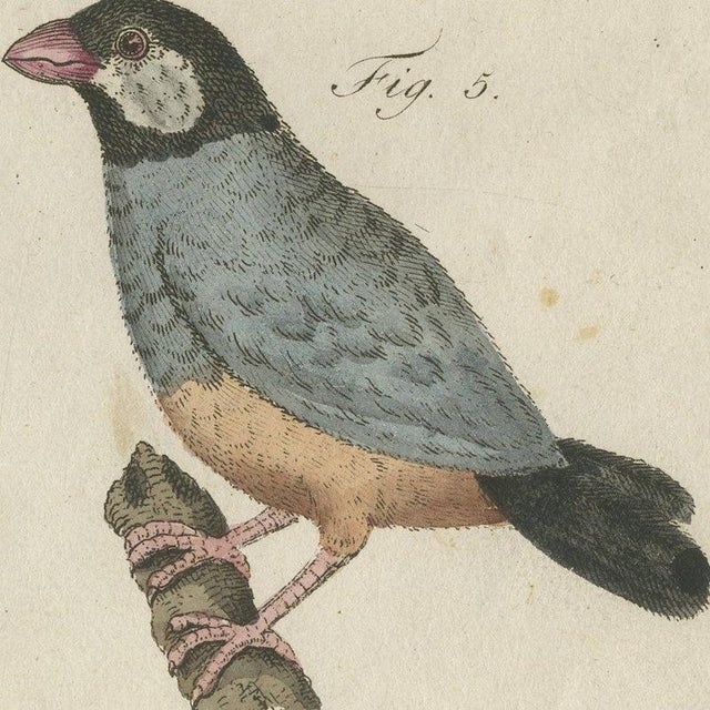 Gray Bertuch, Tanagers and Java Sparrow Songbirds, 1805, Print For Sale - Image 8 of 12