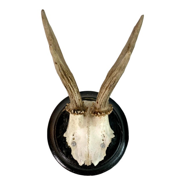 Vintage German Roe Deer Antlers For Sale